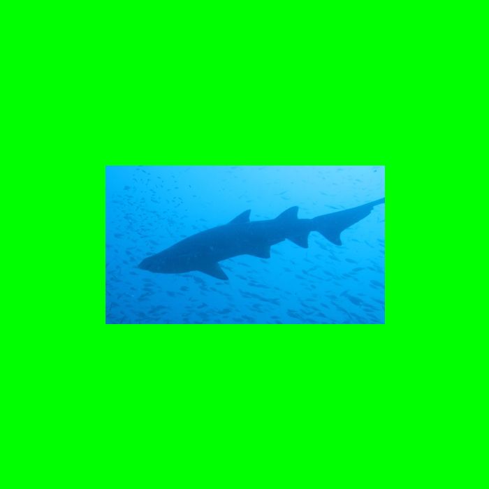 Dive NC 4-Jul-09_594 Shark-4.jpg